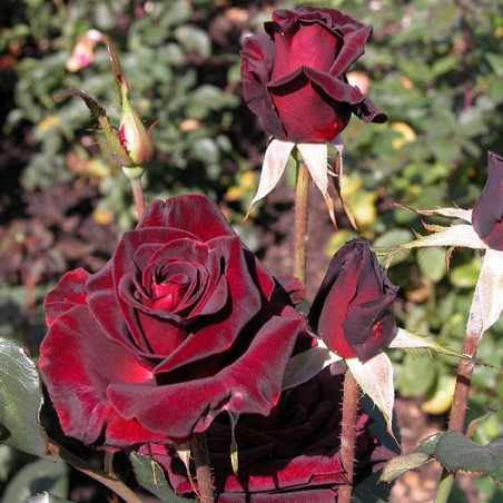 Rosier Black Baccara ® - rosier direct producteur en vente sur