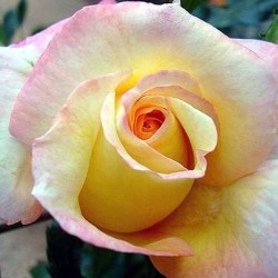 Catherine Laborde ®