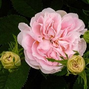 Rosier ancien Cuisse de Nymphe émue rosier direct producteur en vente