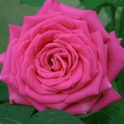 Lolita Lempicka CL ®