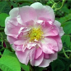 Kazanlik -Rose de Damas