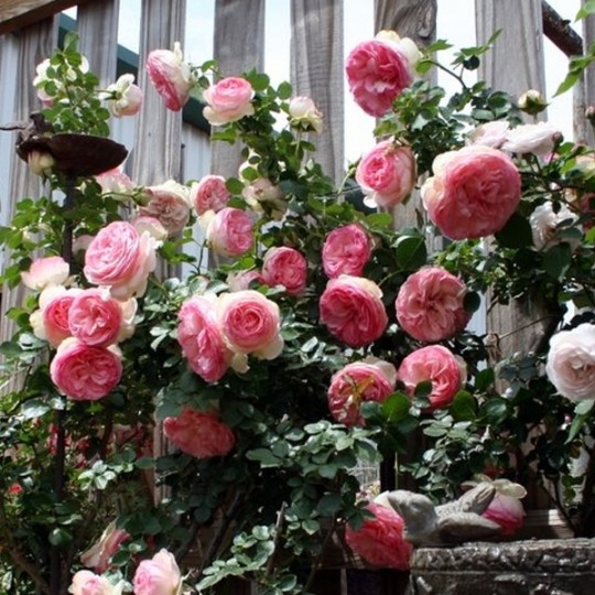 Rosier grimpant Pierre de Ronsard ® Livré en pot de 6LPrêt à Planter — free download
