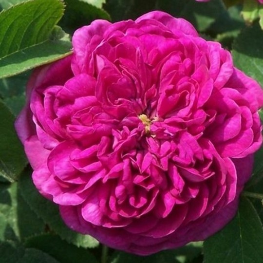 Rosier Ancien Rose De Rescht Rosier Direct Producteur En Vente Sur 