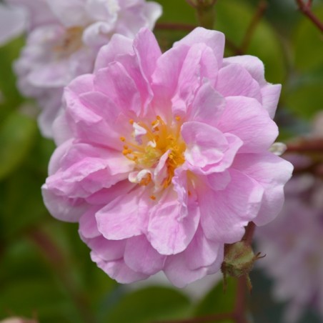 rosier grimpant liane Paul's Himalayan Musk