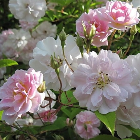 rosier grimpant liane Paul's Himalayan Musk