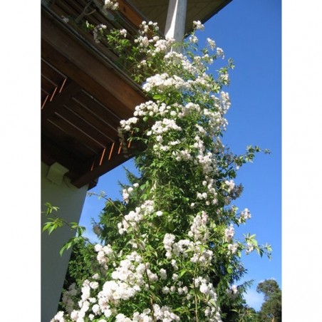 rosier grimpant liane Paul's Himalayan Musk