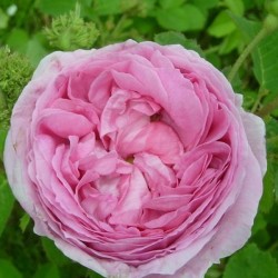 Rosa Centifolia Cristata